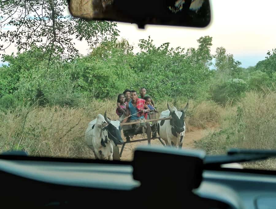 Driver's point of view of oncoming traffic. Which happens to be two zebu carrying a cart of Malagasy people