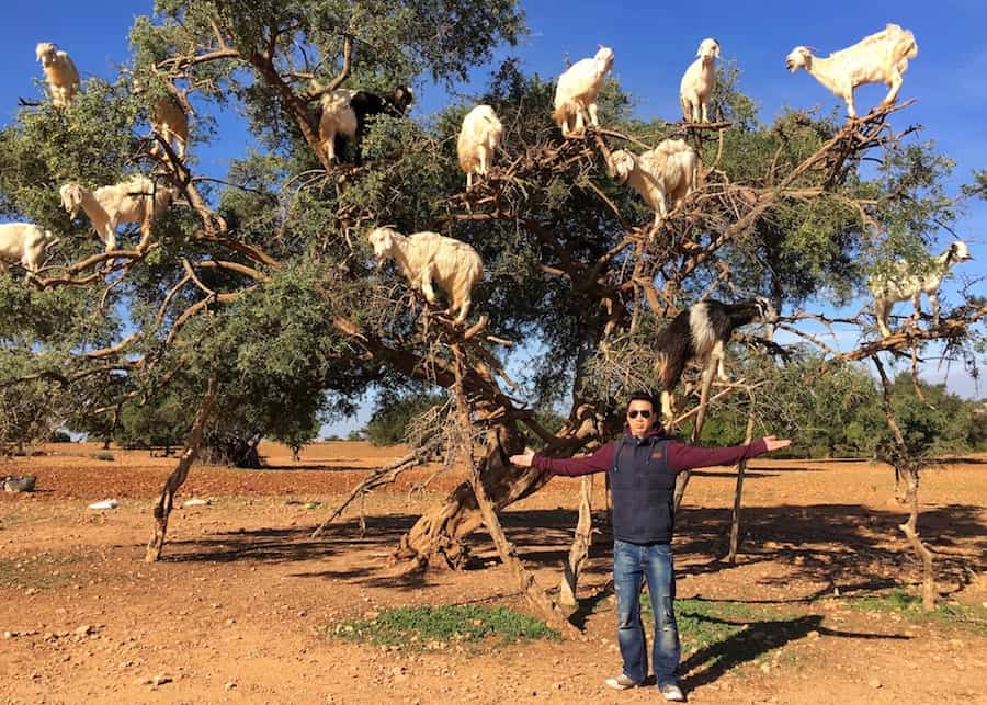 Jeff is standing in front of an argan tree in Morocco. There are goats on the branches as they eat the fruit