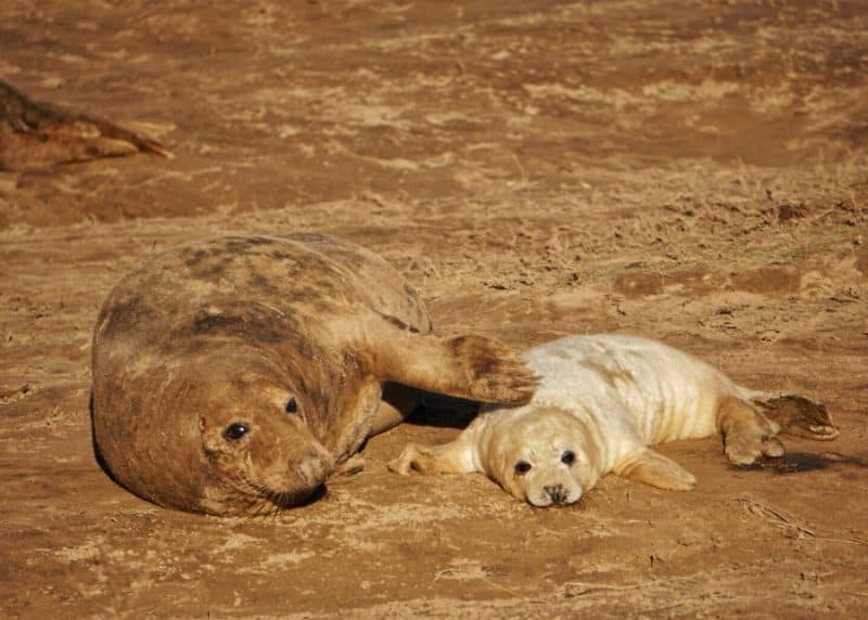 Visiting Baby Seals At Donna Nook Nature Reserve • Life Of Y