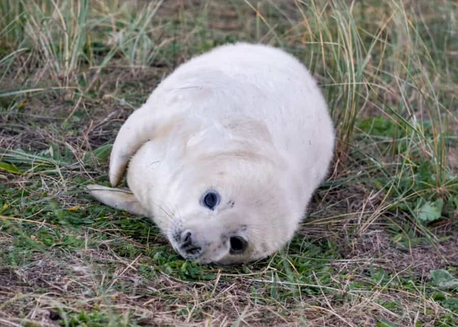 A small cute and fluffy white seal pup rolling on the grass at Donna Nook