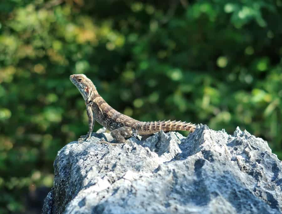 Image of a small lizard on a rock in Tsingy