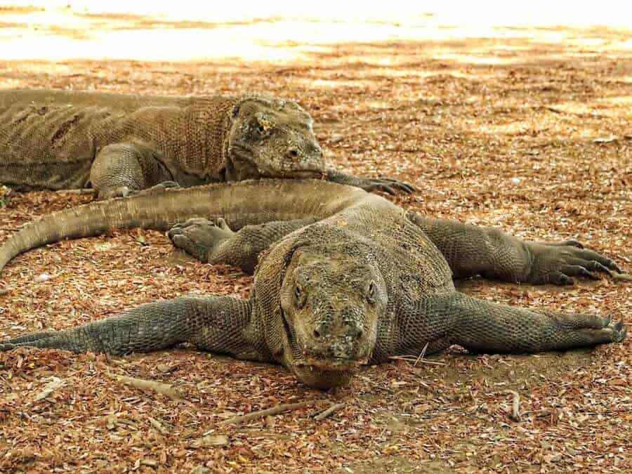 Two Komodo dragons lie on the floor on Komodo Island