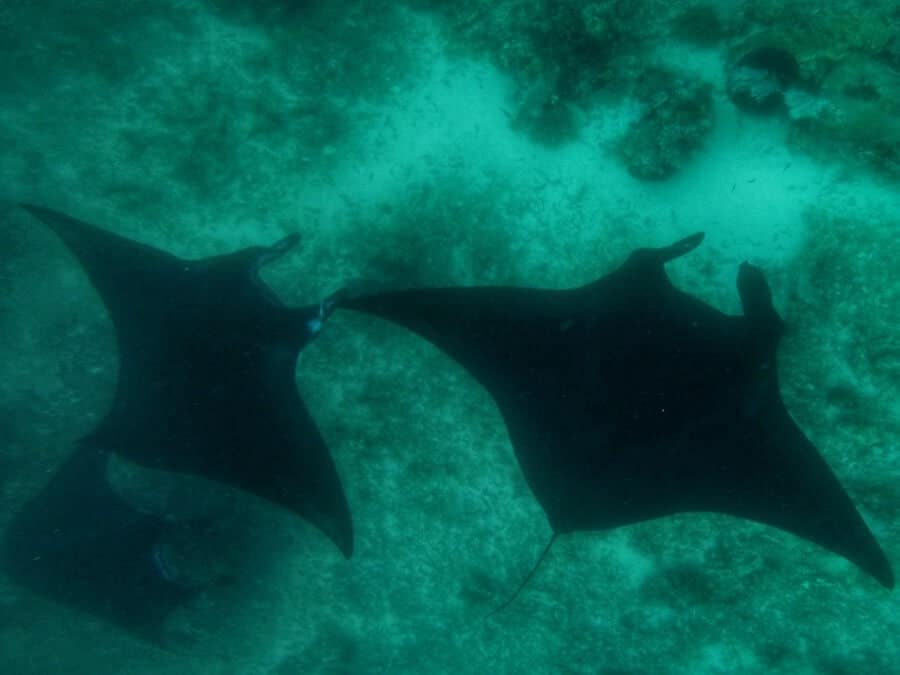 Three manta rays swim underwater in the blue waters at Manta Point, Flores