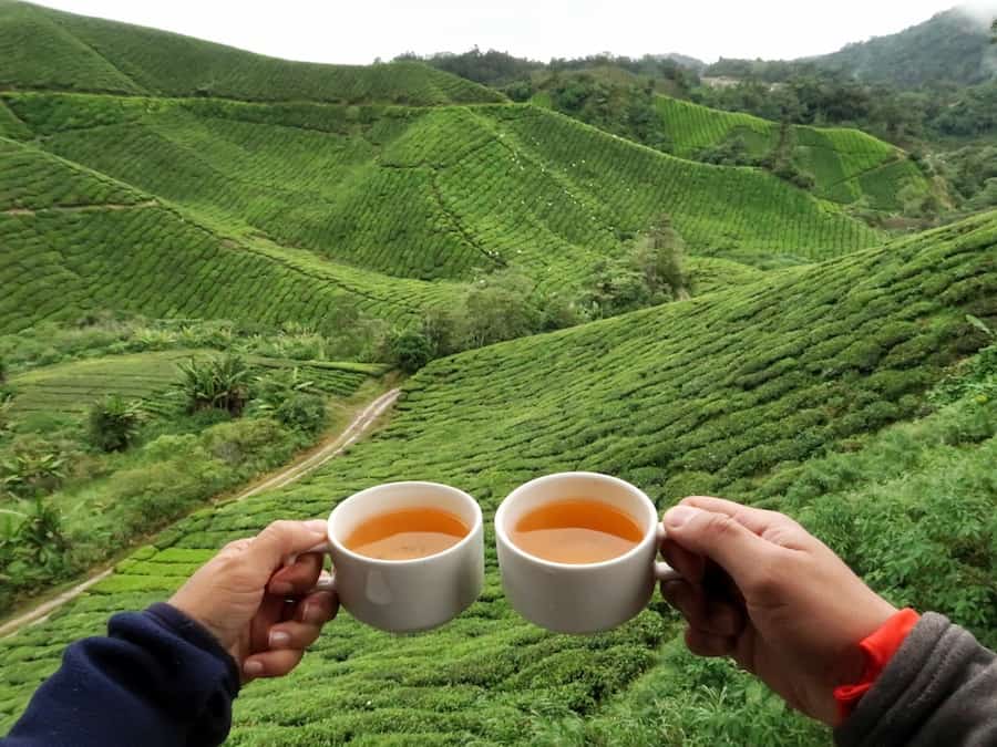 Image of two cups of tea at the BOH Tea Gardens with the plantations in the background