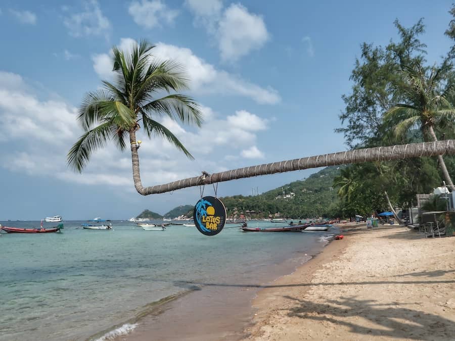 Image of a beach in Koh Tao where a palm tree has grown horizontally over the sea