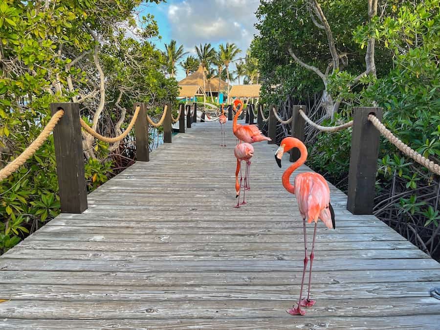 flamingo beach tour aruba