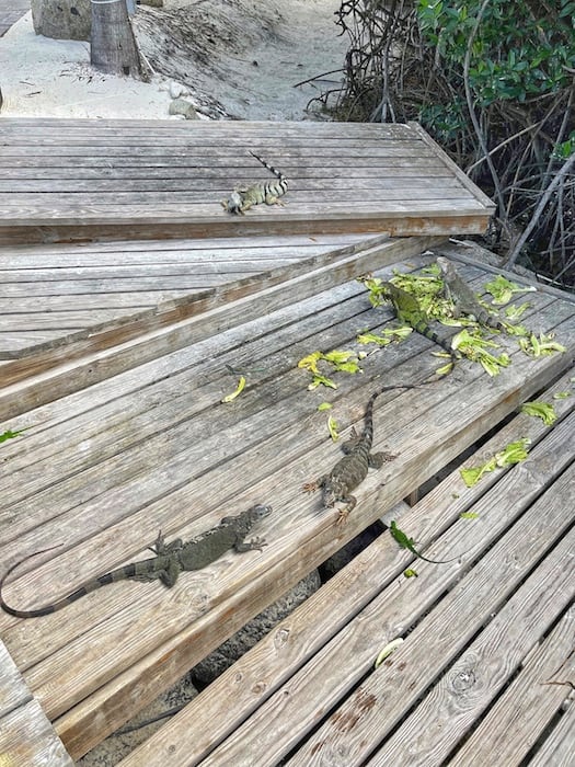 Several iguanas are on laying around some lettuce