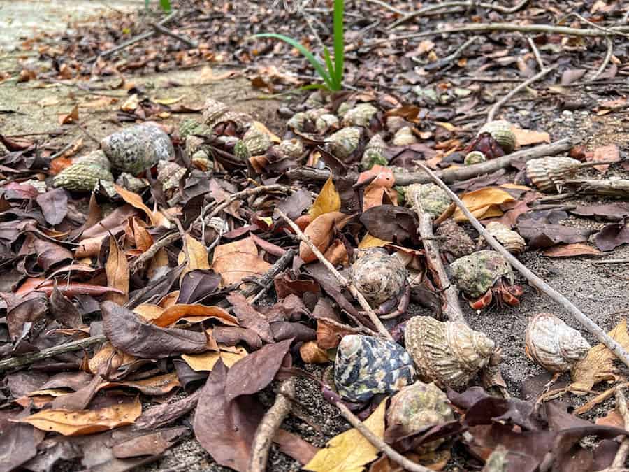 Image of lots of hermit crabs in their shells