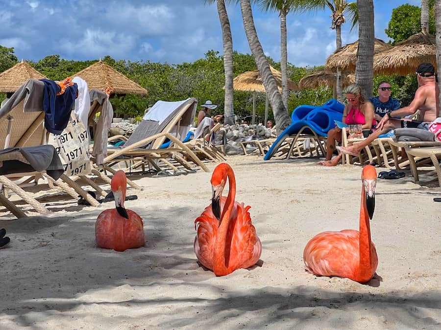 Three flamingos sit on the beach in Aruba