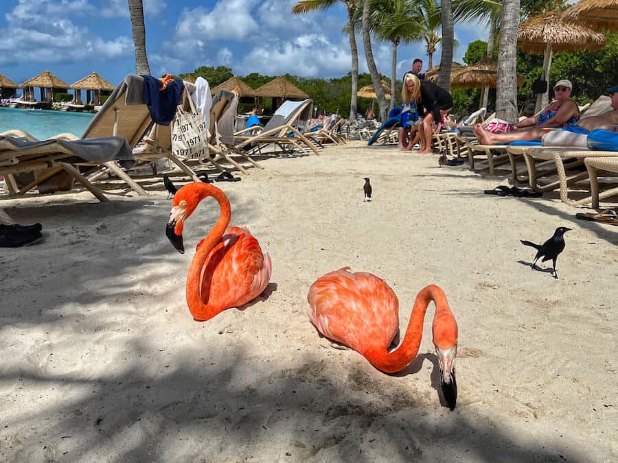 Two flamingos sit on the beach in Aruba