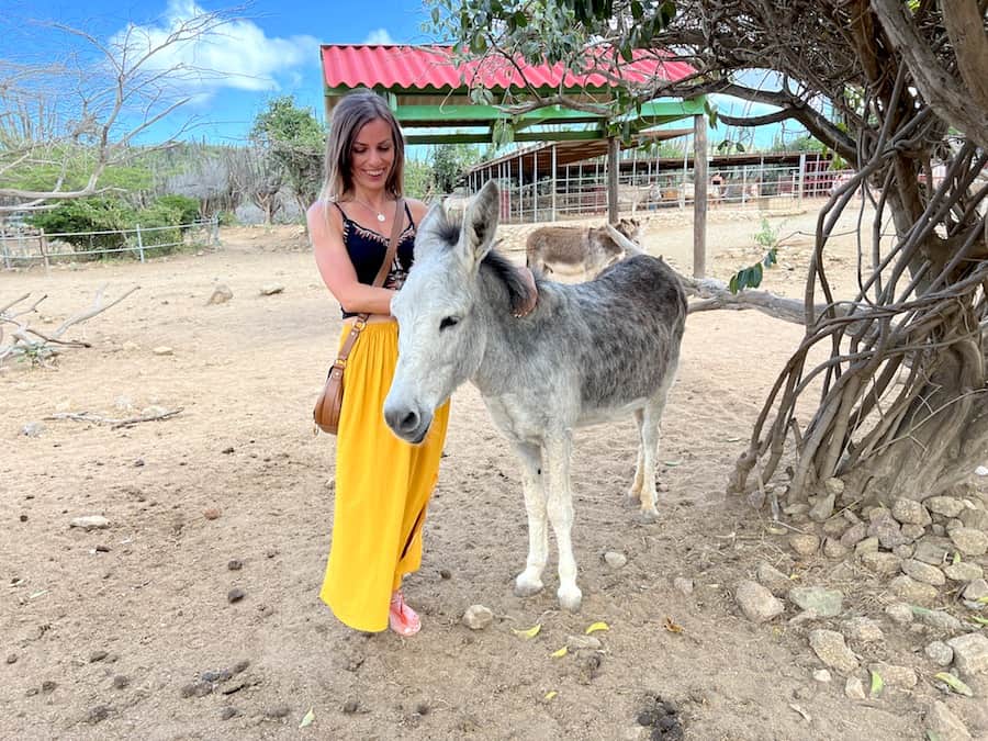Zuzi is stroking a donkey at Donkey Sanctuary Aruba