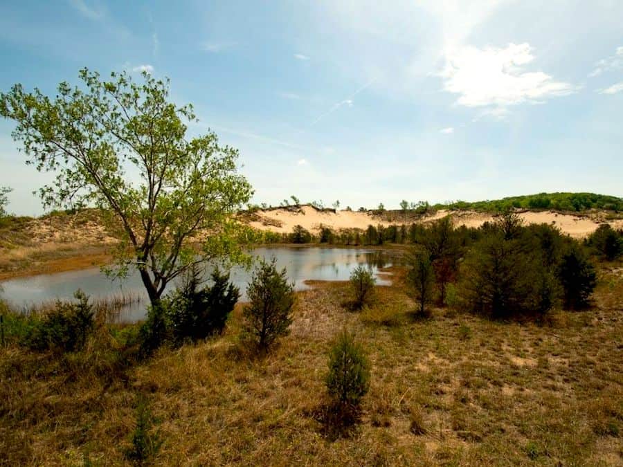 A small pool of water and sand dunes in the background at Indiana Dunes National Park.