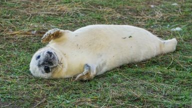A cute, and fluffy, white seal pup lying on the grass - cover photo for Donna Nook Seals