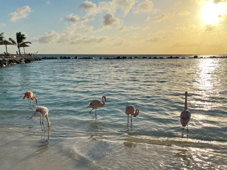 Cover image for Where To Stay In Aruba post showing flamingos on the beach on Renaissance Island in Aruba during sunset