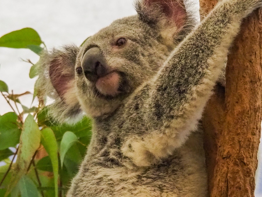 Lone Pine Koala Sanctuary: A close-up of a koala, highlighting the iconic Australian marsupial