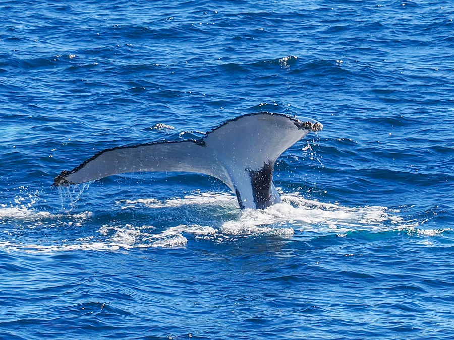 Whale tail in the sea during a whale watching trip