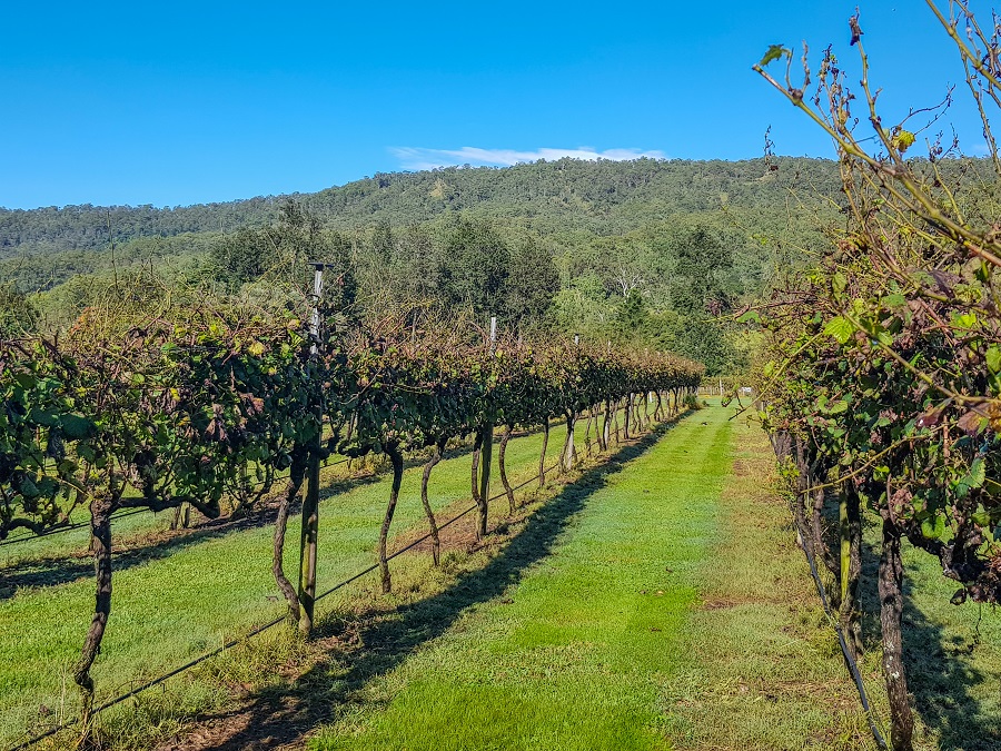 View of a winery vineyard, featuring rows of grapevines under the sunlight, against a scenic backdrop.