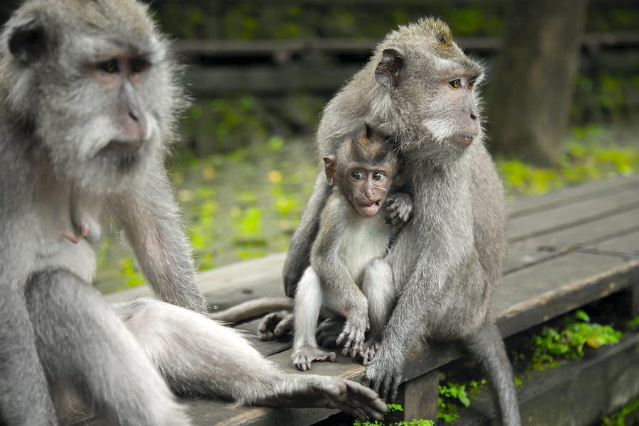 Three grey monkeys including a baby hiding close to the mother.