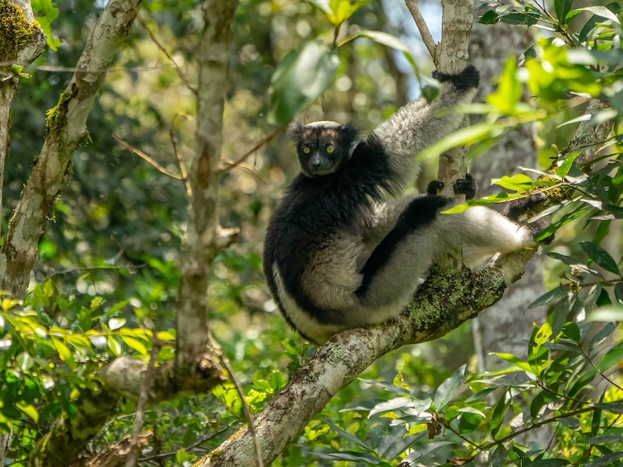 Indri lemur sitting in the rainforest at Andasibe National Park in Madagascar