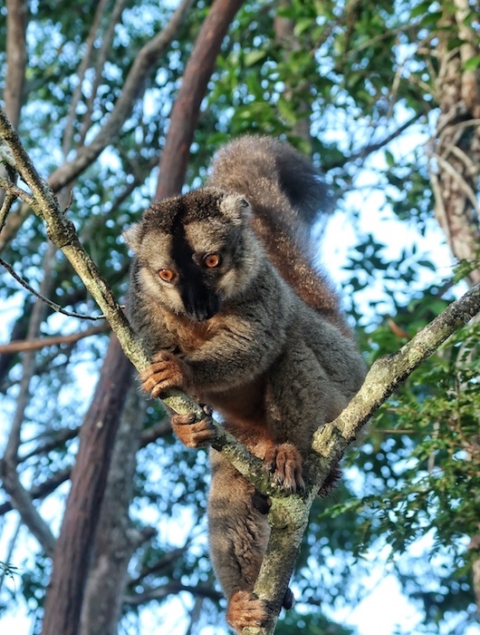 Lemur sitting in the rainforest at Andasibe National Park